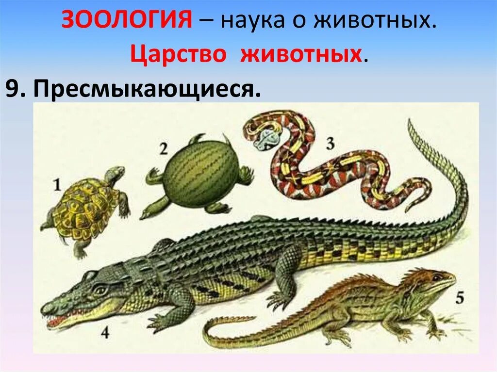 Живут пресмыкающиеся на. Пресмыкающиеся представители. Пресмыкающиеся для детей. Царство животных пресмыкающиеся. Рептилии для детей.