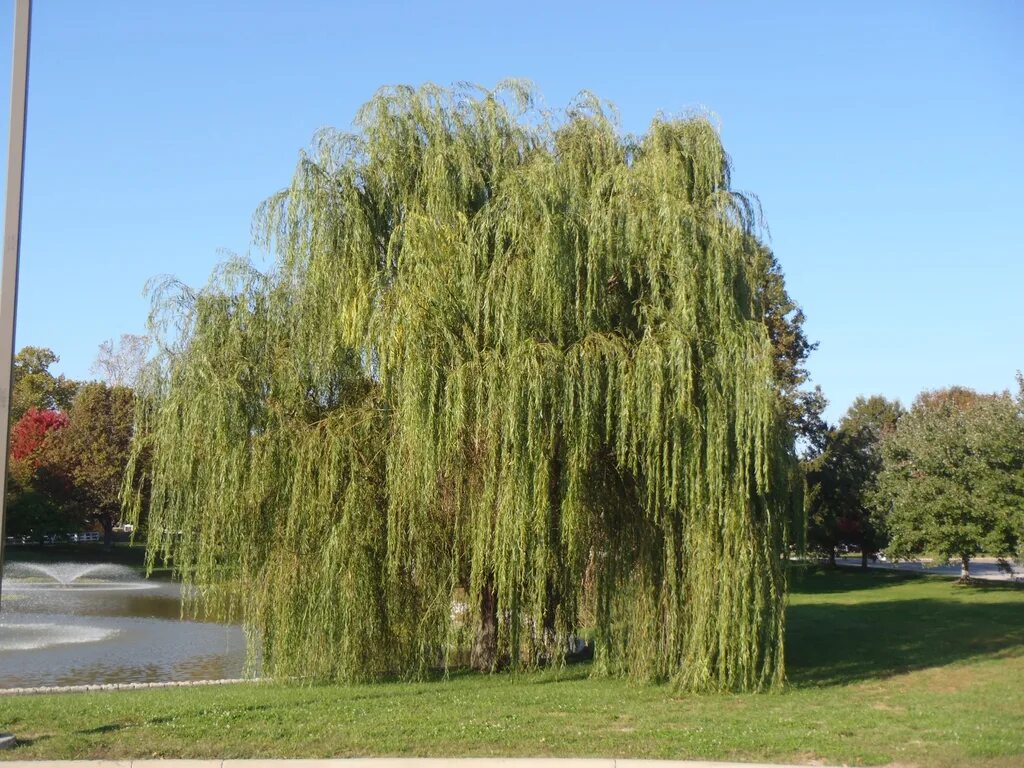 Виды названия ивы. Ива белая (Salix Alba). Ива белая Пендула. Ива белая повислая. Ива белая вителлина Пендула.