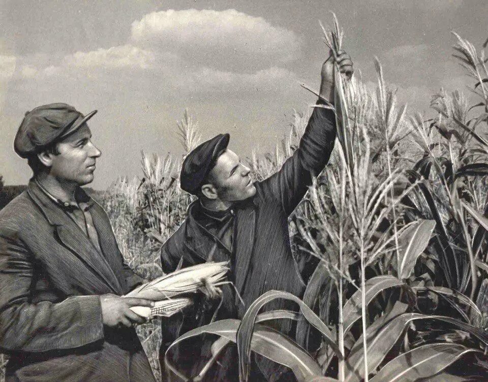 Виноградники ссср. Сбор урожая в колхозе. Год урожая 1952. Целина 1954 хрущев. Председатель колхоза ссср 30-е.