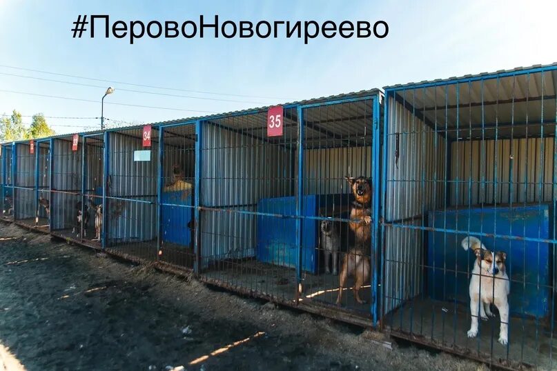 Адрес для приюта для бездомных. Собачий приют столбище. приют для бездомных животных в москве. приют для бездомных собак в москве. приют лучший друг тюмень.