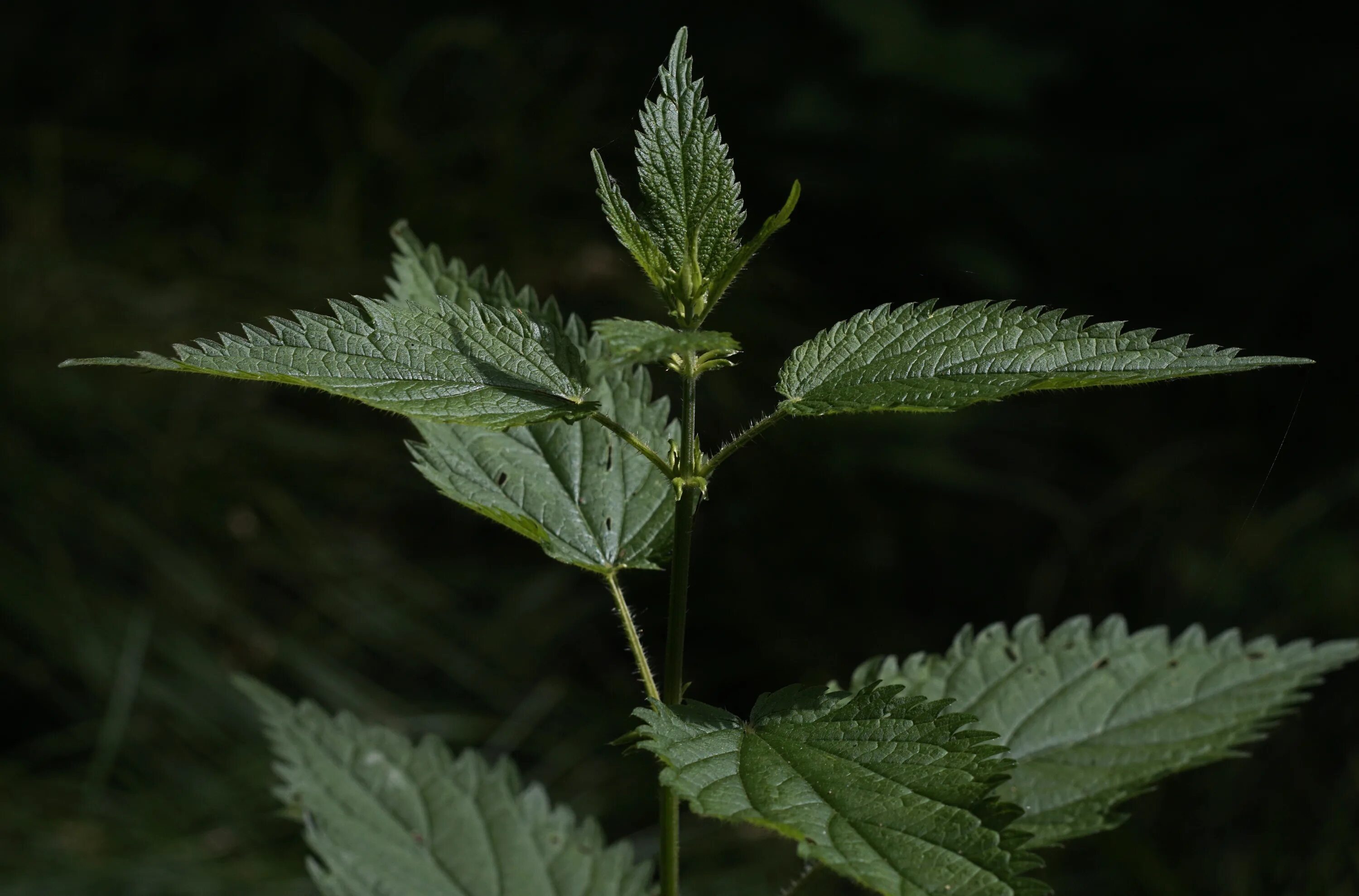 Крапива двудомная. Крапива двудомная (Urtica dioica). Крапива плосколистная. Крапива двудомная листорасположение.