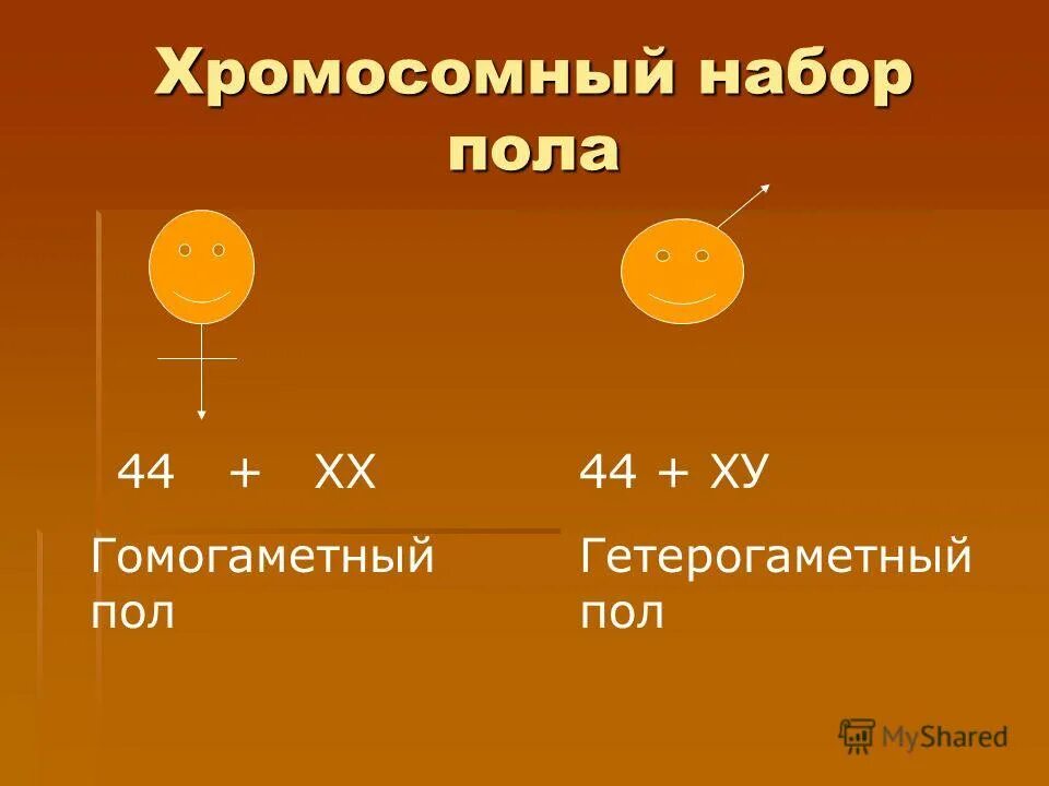 Пол гете. Примеры гомогаметного и гетерогаметного пола. Гомогаметный пол и гетерогаметный пол это. Гомо гаметнвй гетро гаметны. Гетерогаметный пол мужской пример.