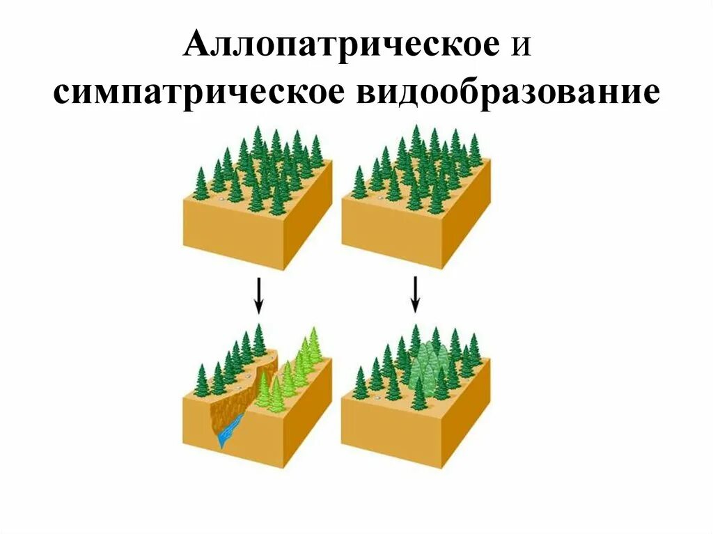 Географическая изоляция популяций примеры. Географическая изоляция популяций. Географическая и экологическая изоляция. Биологическая изоляция популяций. Изоляция пространственная и экологическая.