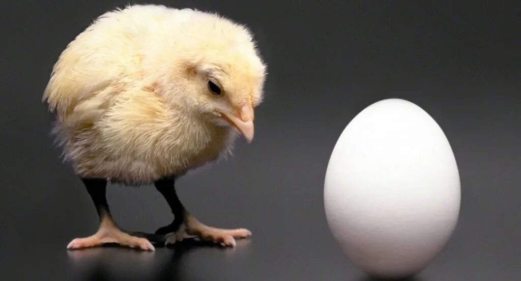 Which came first the chicken or the egg. Chicken or egg question. Chicken or egg question. Проблема курицы и яйца. Парадокс курица или яйцо.