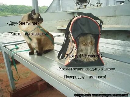 Хозяин решил