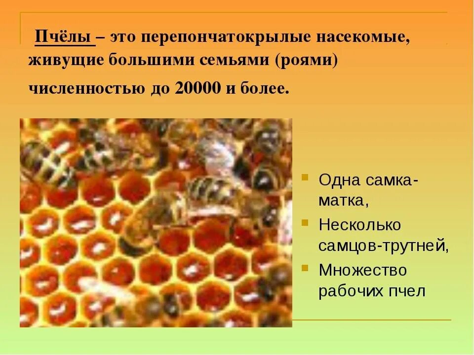Пчелы относятся к насекомым. Информация о пчелах. Проект про пчел. Пчела описание. Тема пчел для презентации.
