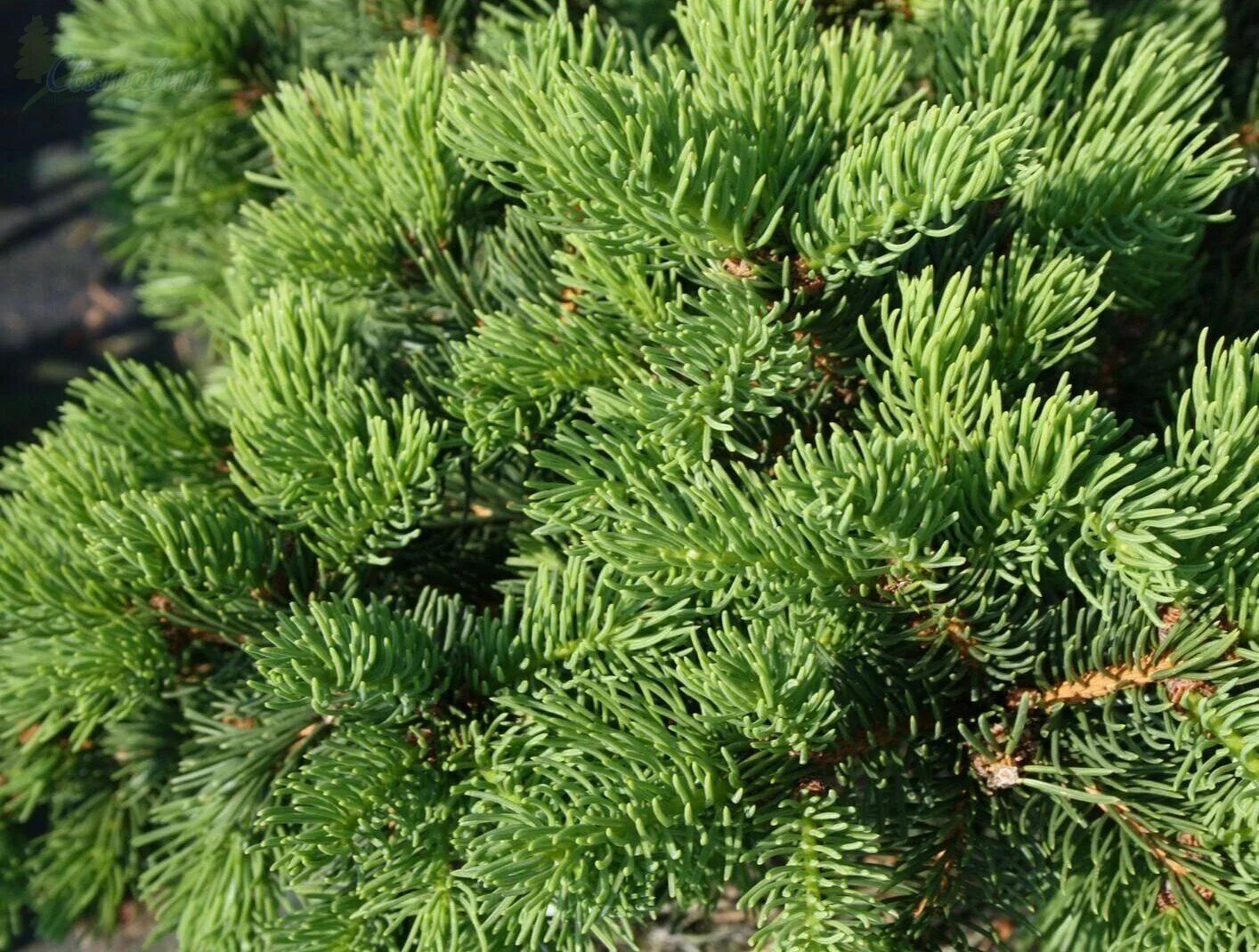 Ель лаки страйк. Ель Picea pungens Lucky Strike. Picea Abies Lombartsii. Ель колючая (Picea pungens Lucky Strike. Ель обыкновенная Lombartsii.