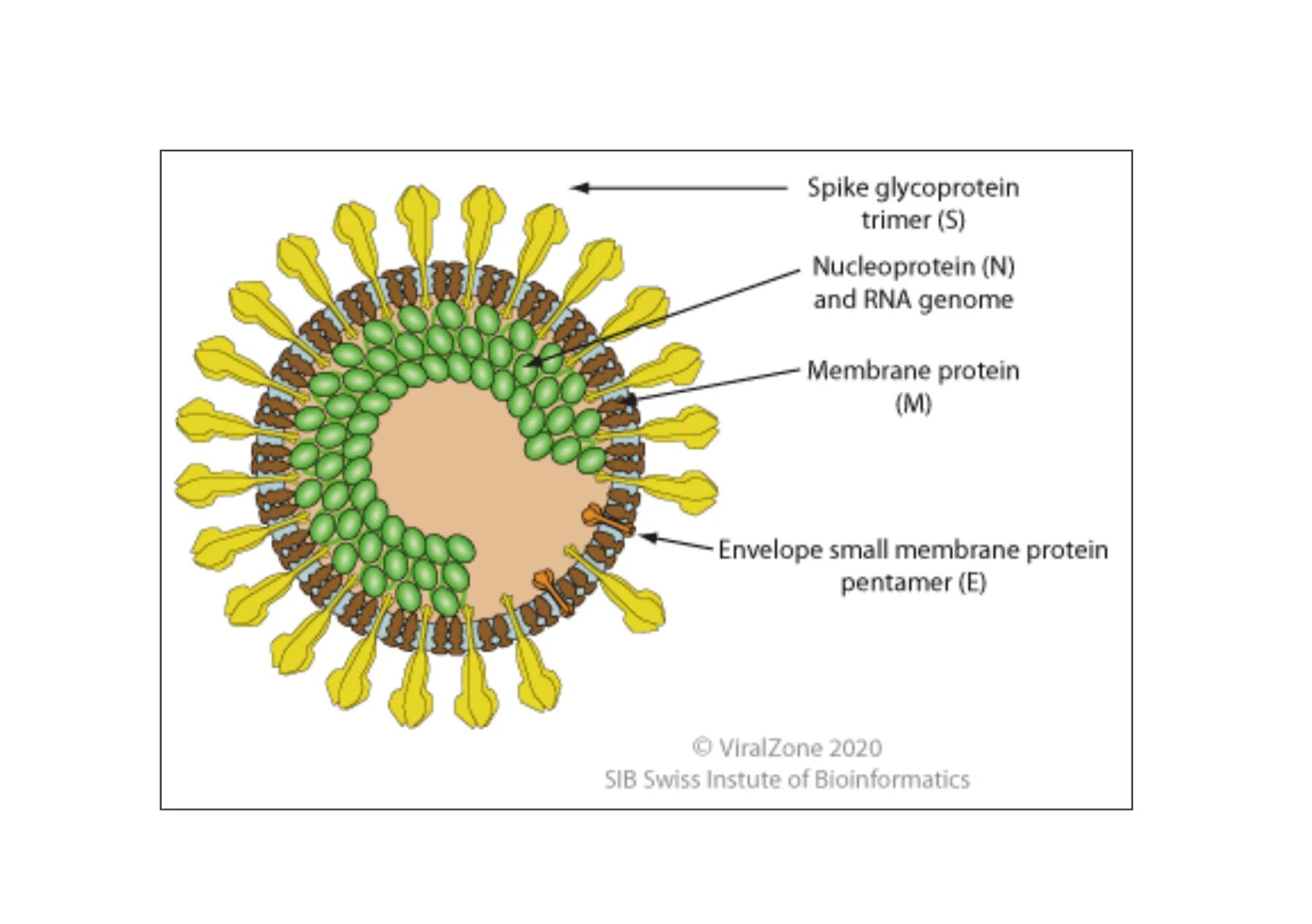 Откуда коронавирус. Коронавирус схема строения. Коронавирус строение вируса. Строение вируса коронавируса Covid 19. Строение вируса SARS-cov-2.