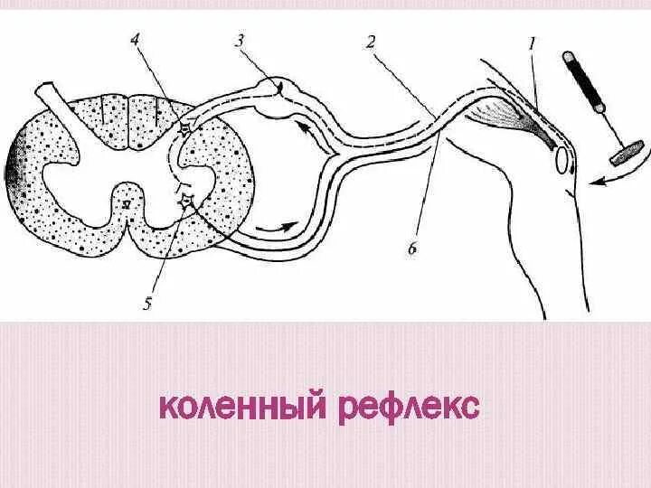 Рефлекторный рисунок. Схемы рефлекторных дуг коленного рефлексов. Дуга коленного рефлекса схема. Схема рефлекторной дуги коленного рефлекса. Рефлекторная дуга разгибательного коленного рефлекса.