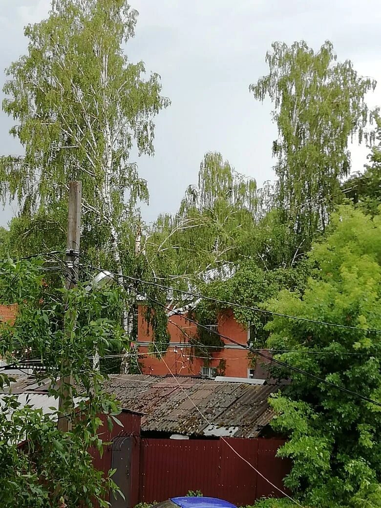 Деревья тульской области фото Уромская сосна из Кологривского района претендует на звание "Российское дерево г