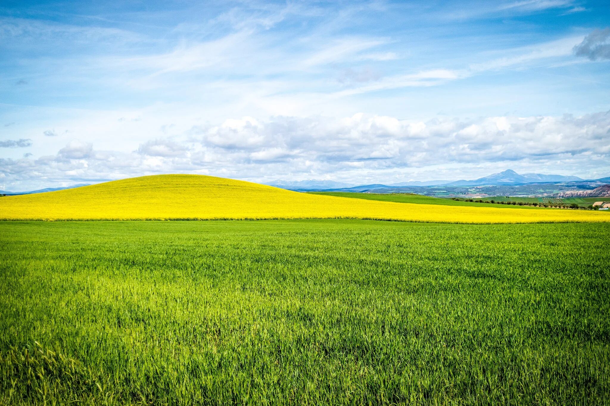 Зеленый луг купить. Трава поле. Зеленое поле. Поле небо. Жёлтая трава на полях.