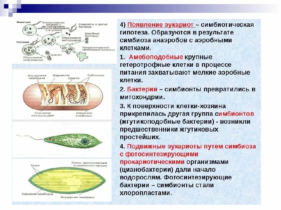 Гипотезы происхождения эукариотической клетки. Появление эукариот. Гипотезы происхождения эукариот. Гипотезы происхождения эукариотических клеток. Появление фотосинтеза появление прокариот появление многоклеточных водорослей