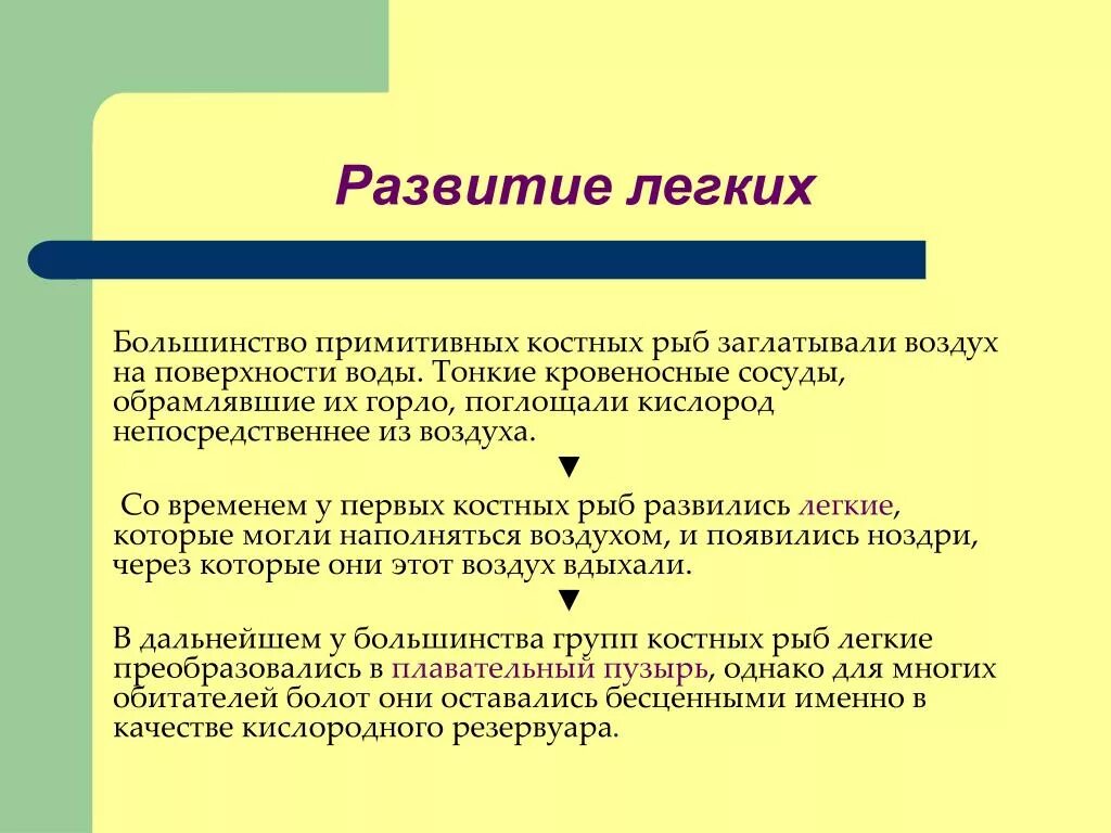 Стадии развития легких. Развитие легких. Из чего развиваются легкие. Формирование легких. Периоды развития легких.