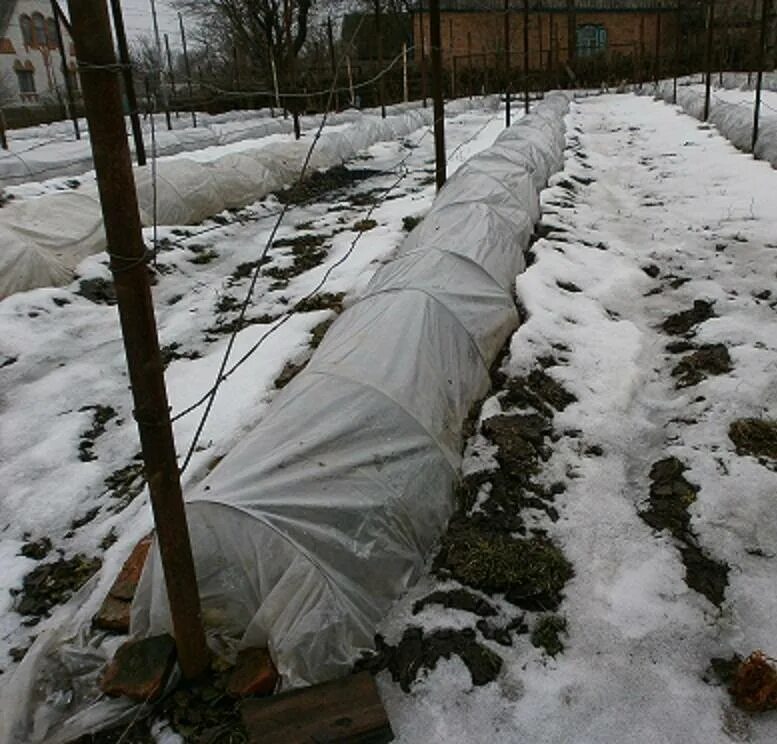 Зимнее укрытие винограда