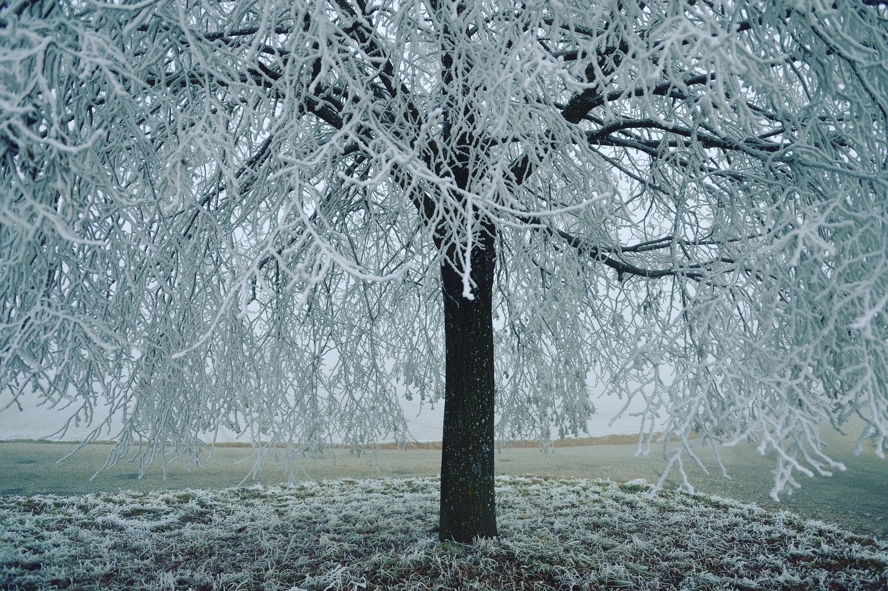 Природные явления иней. Иней это осадки. Замороженные деревья. Падает снег на деревья в саду. Изморозь это осадки