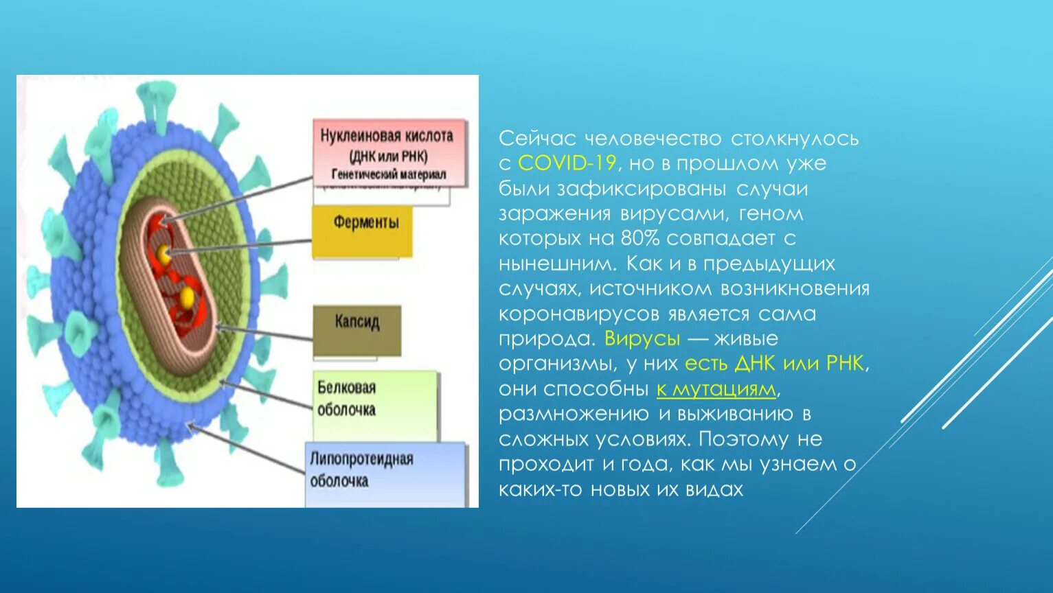 Ковид. Презентация на тему коронавирусная инфекция. Ковидь 19. Презентация на тему ковид 19.