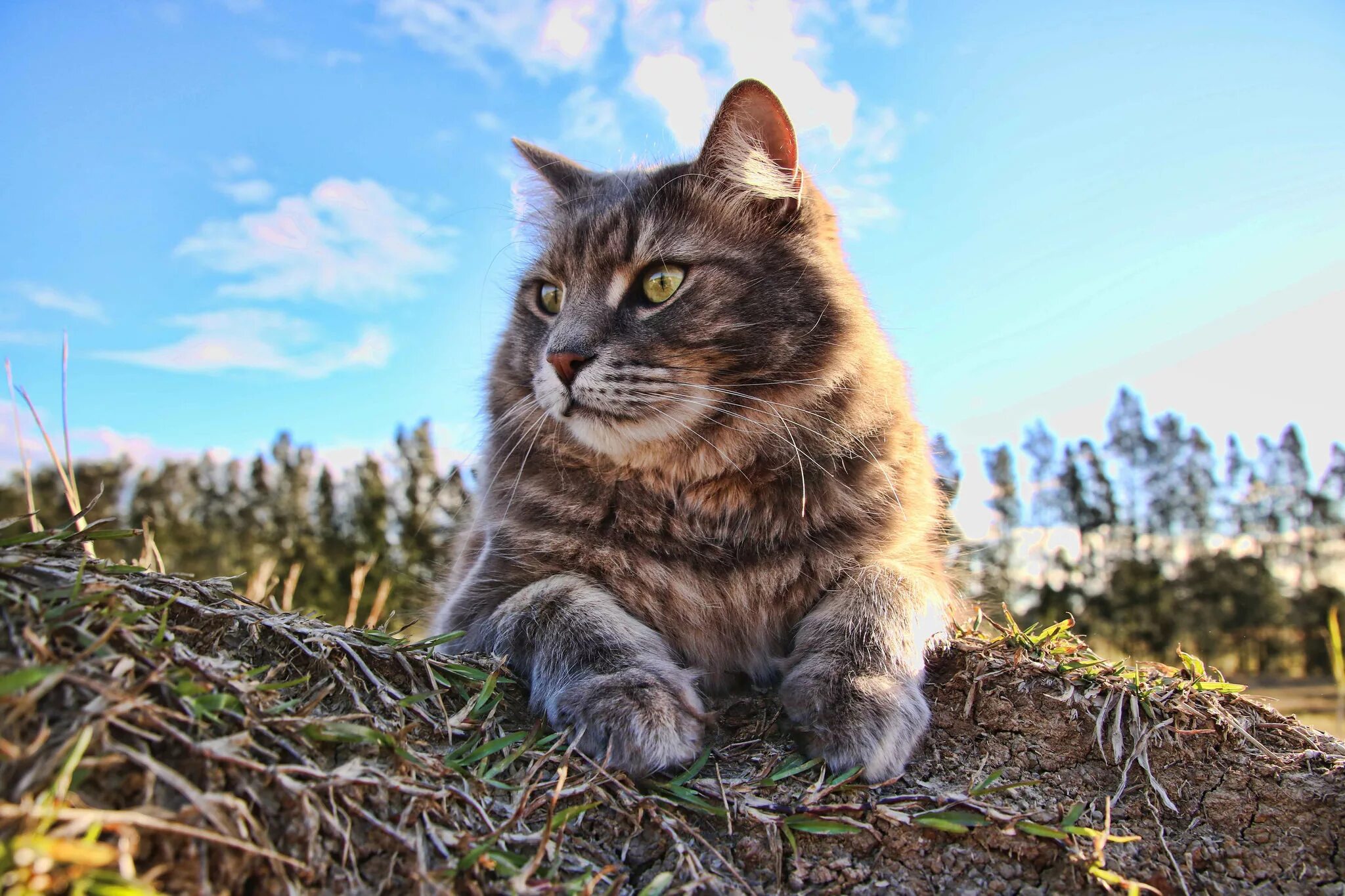 Лучшие качества кошки. Сибирская кошка полосатая. Кошка на природе. Сибирская кошка на природе. Кошки на фоне природы.