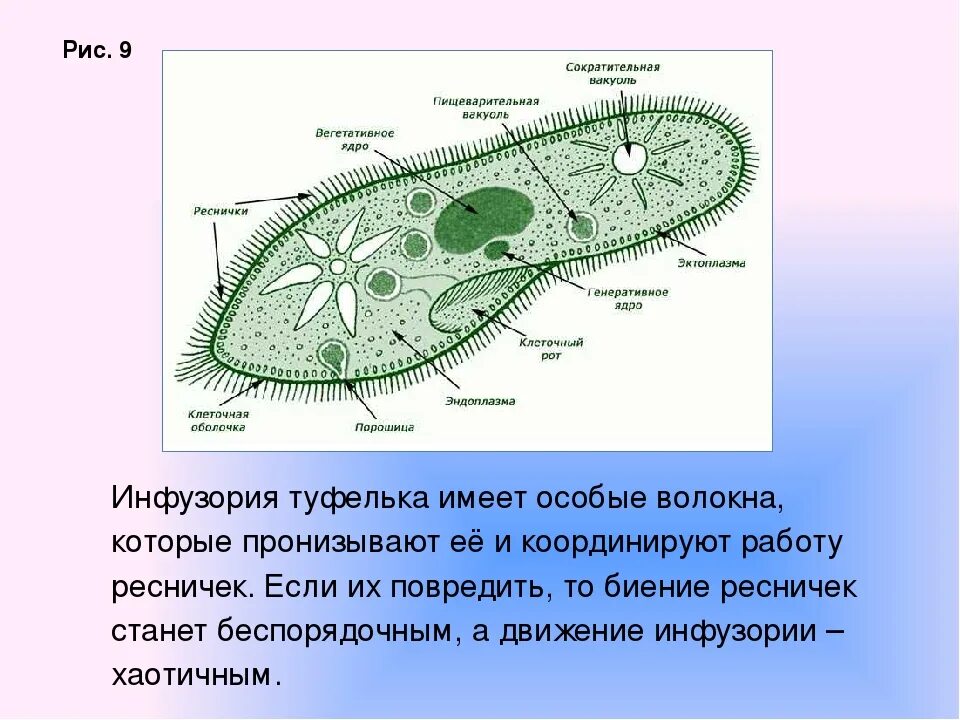 Почему изменяется выброс сократительной вакуоли. Инфузория туфелька вакуоль. вегетативное ядро инфузории туфельки. вакуоли инфузории туфельки. размер инфузории туфельки.