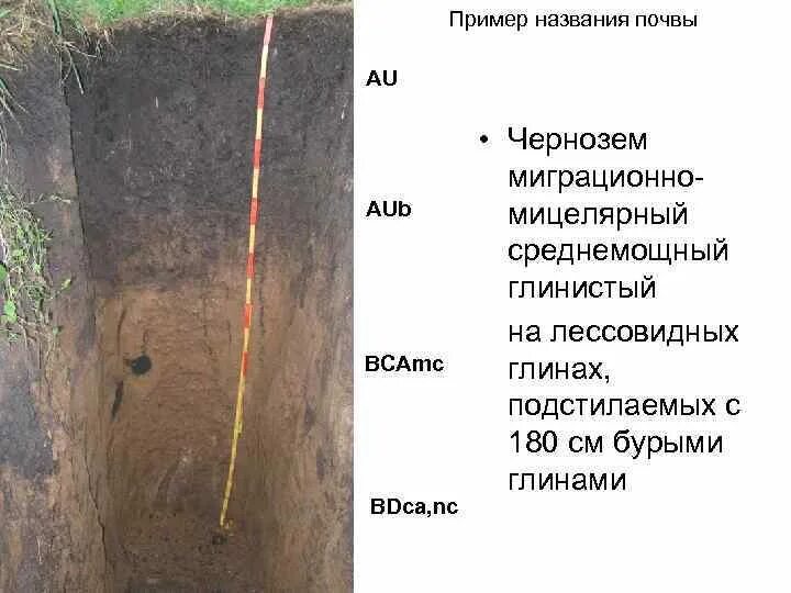 Полное название почвы WRB. Царем почв называют