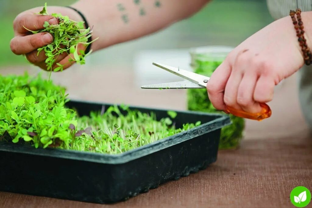 Как есть микрозелень. Микрозелень редиска. лук microgreens. этапы микрозелени. базилик микрозелень срезать.