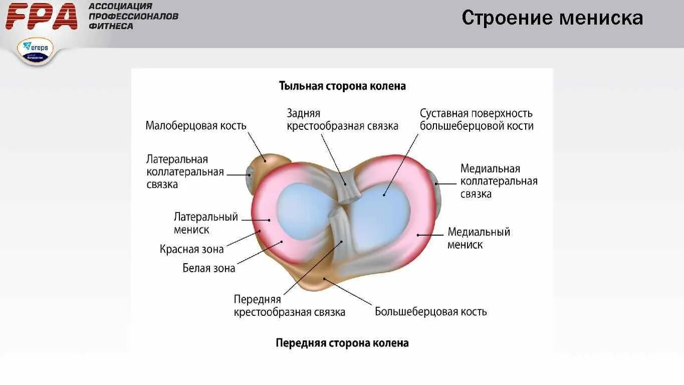 Передний рог коленного сустава. Мениски коленного сустава анатомия. Медиальный мениск анатомия.