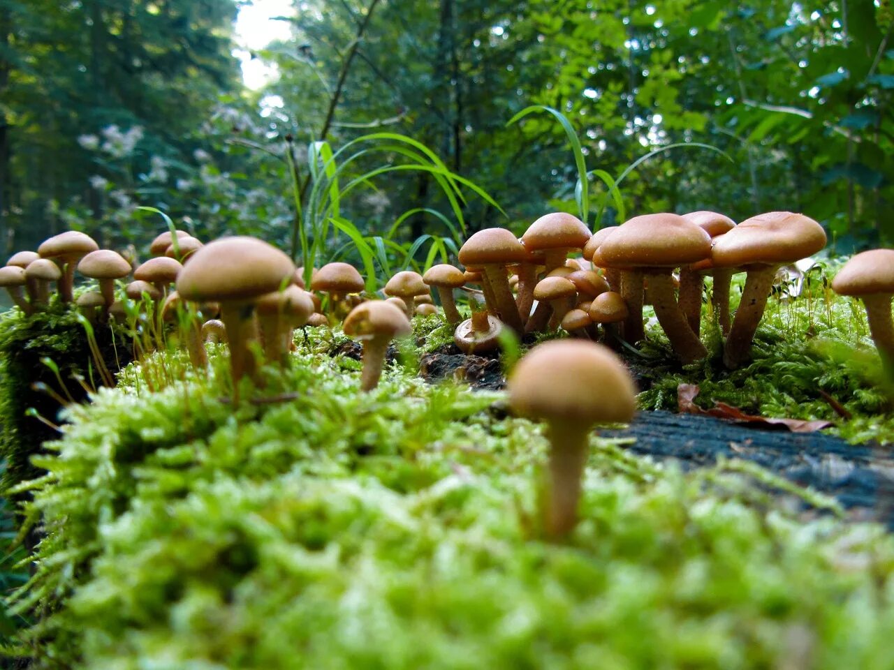 Грибная поляна фото. Грибная Поляна в лесу. Грибы на Поляне. Полянка с грибами. Целебные грибы.