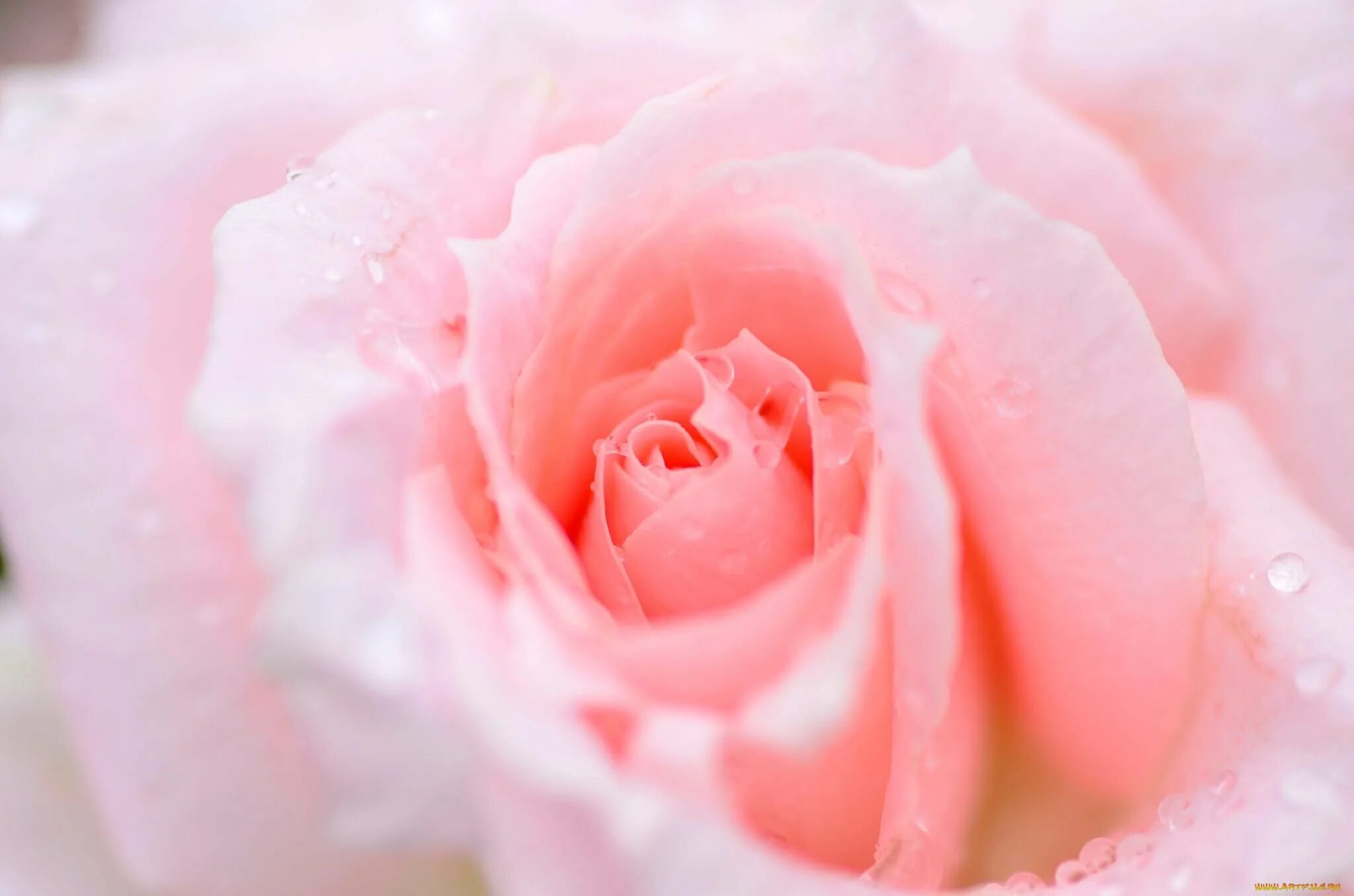 Нежные розы. Розовые цветы. Розовые розы. Нежный цветок. Какие бывают нежные