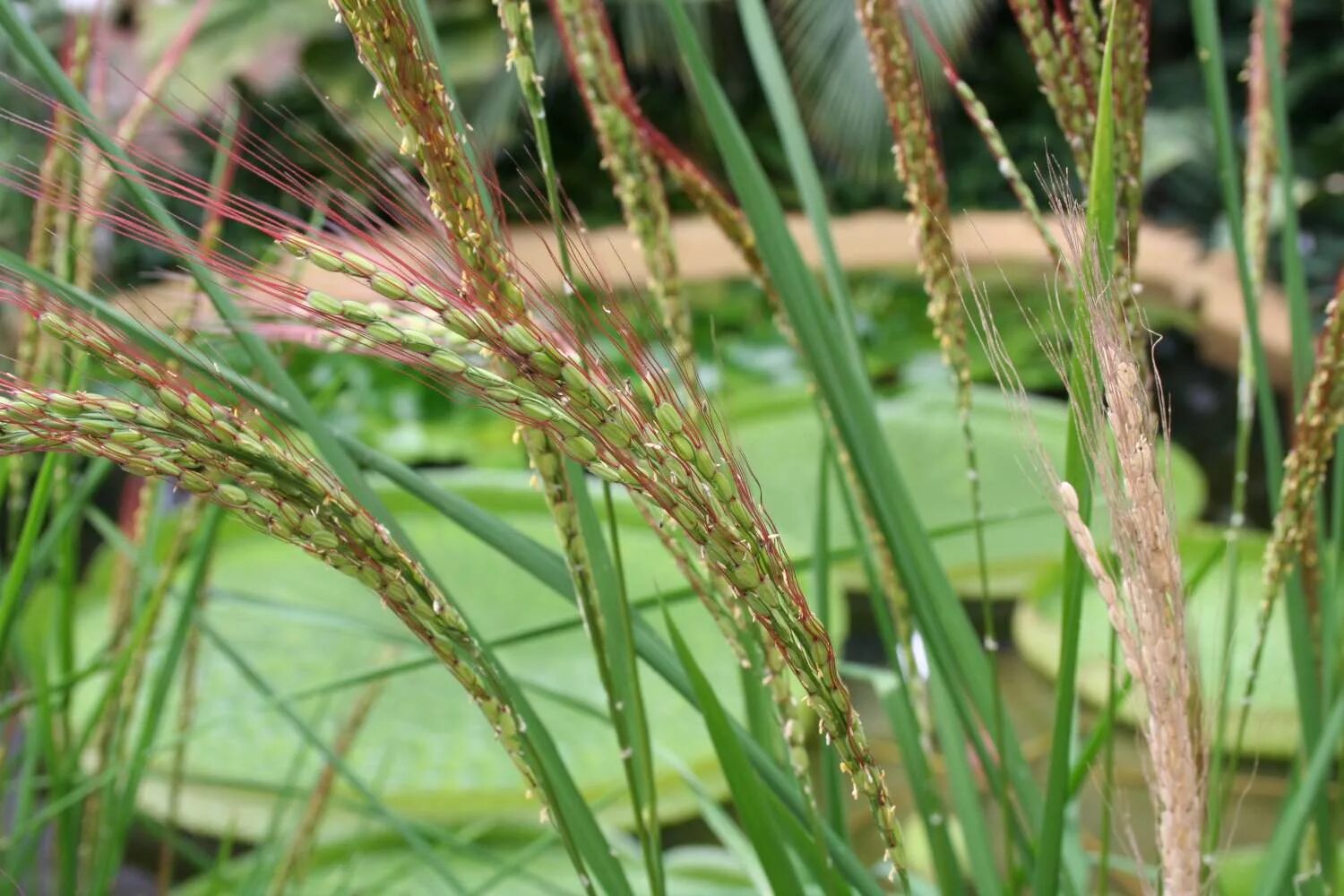 Злаковые мятликовые строение. Злаковые однодольные соломина. Семейство злаки мятликовые таблица. Рис культурное растение. Семейство злаковые схема.