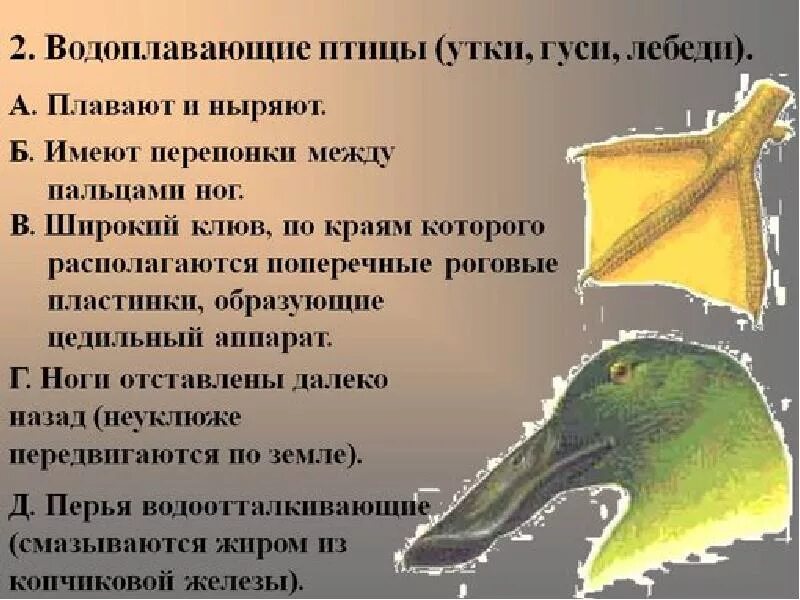 Строение клюва дятла. Форма клюва у насекомоядных птиц. Форма клюва у дятла. Строение надклювья птиц. Строение клюва птицы.