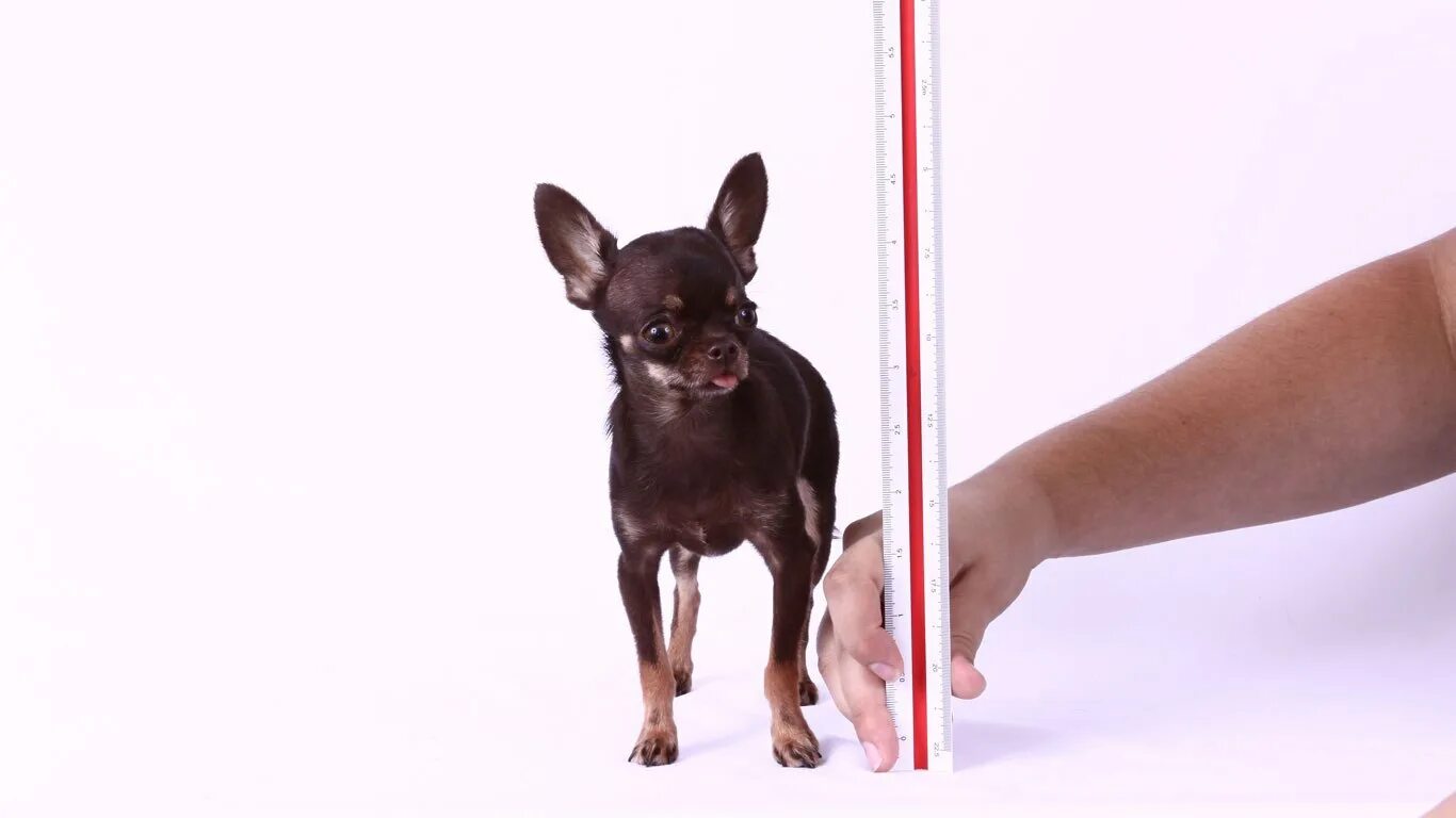 Мини чихуахуа стандарты породы. Чихуахуа гладкошерстные экстерьер. Чихуахуа стандарт. Чихуахуа в холке. Чихуахуа в холке.
