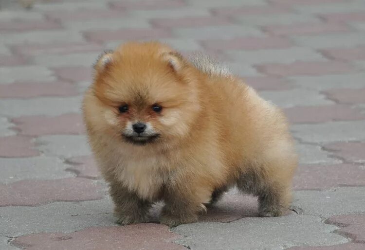 шпиц 1. шпиц померанский щенок 3 месяца. шпиц померанский медвежьего рыжий. щенок шпица 1,5 мес. 5 месяца.