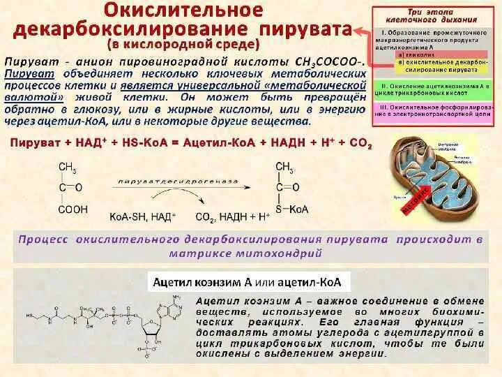 Происходит в митохондриях образуется пвк. Окислительное декарбоксилирование пвк. декарбоксилирование пвк реакции. значение окислительного декарбоксилирования пирувата - образование. схема окислительного декарбоксилирования биохимия.