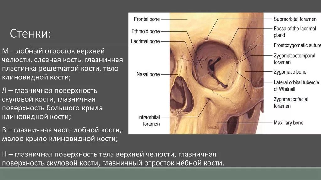 Левой глазницы. Глазничная поверхность большого крыла клиновидной кости. Слезная борозда слезной кости. Костные стенки глазницы анатомия. Строение глазницы анатомия.