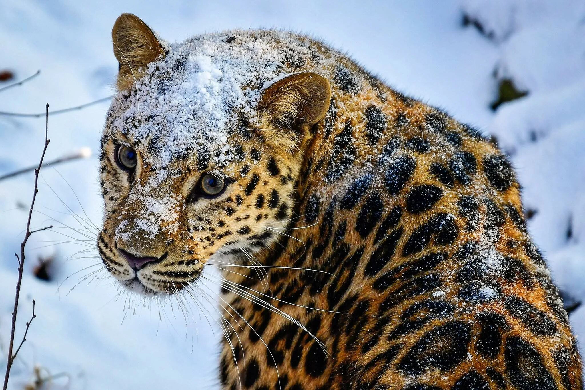 Животные и Растения Красной Книги России: ТОП-20 + 100 ФОТО Zoo photos, Snow leo
