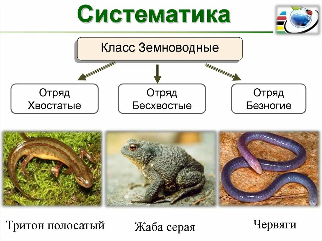 Подтипы земноводных. Земноводные хвостатые бесхвостые безногие. Отряды земноводных 7 класс. Класс земноводные амфибии отряды. Систематика земноводных 7 класс биология.