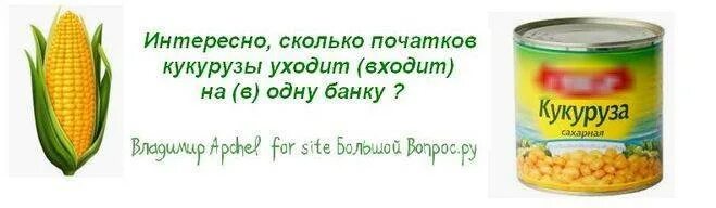 Сколько зёрен в початке кукурузы. Сколько зерен в кукурузном початке. Сколько кукурузы в банке. Количество зерен в початке кукурузы.