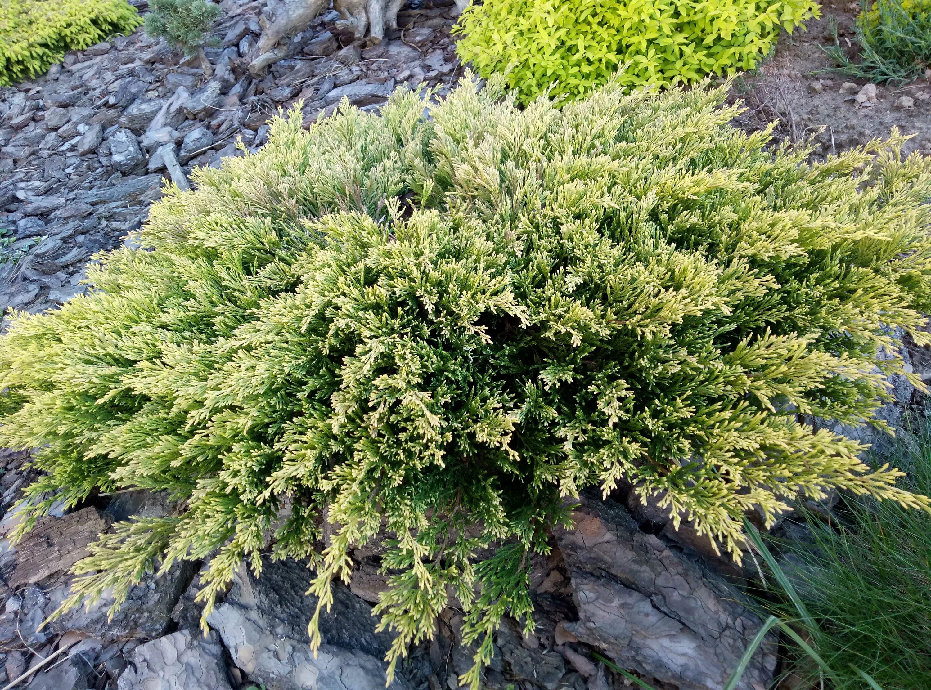 Можжевельник лайм глоу. Можжевельник еллоу глоу. Можжевельник горизонтальный лайм глоу. Можжевельник горизонтальный лайм глоу. Можжевельник горизонтальный лайм.