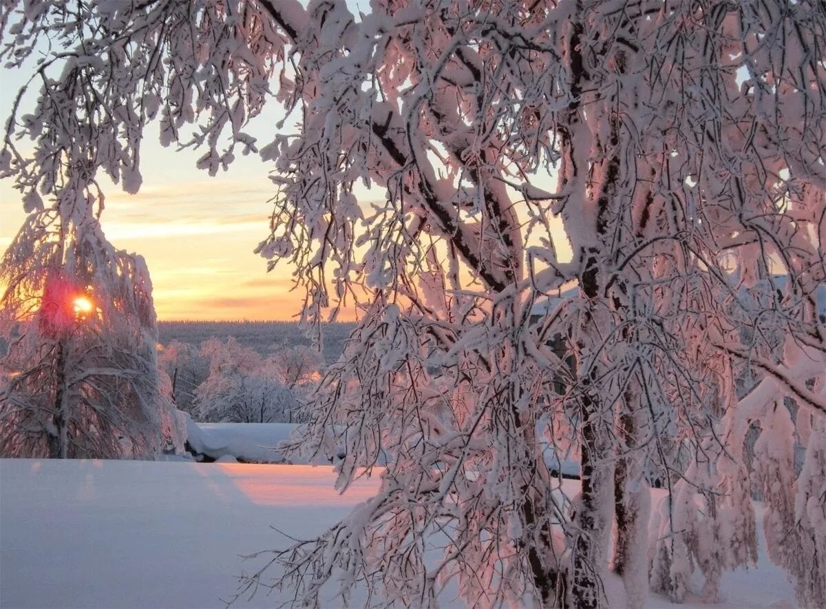 Деревья в снегу. Морозный день. Иней на деревьях. Береза зимой.