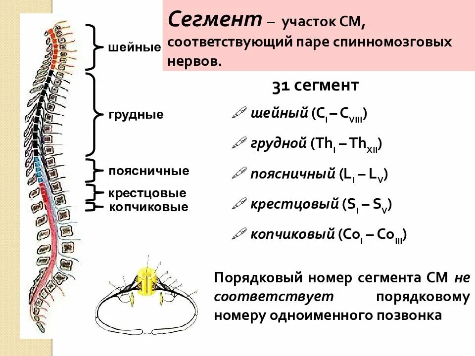Шейные сегменты спинного мозга. Шейные сегменты спинного мозга c1- c8. синдромы поражения шейного отдела спинного мозга неврология. поражение сегментов спинного мозга. строение спинного мозга неврология.