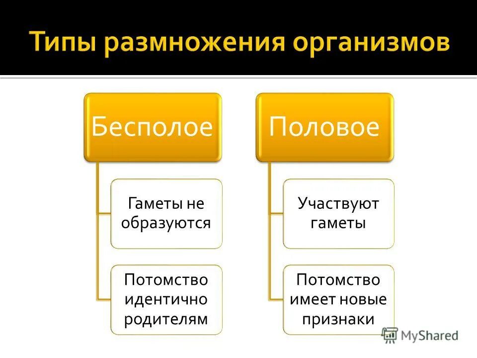 Какие два типа размножения различают в живой. Типы размножения схема. Способы размножения организмов. Размножение типы размножения. Типы и виды размножения организмов.