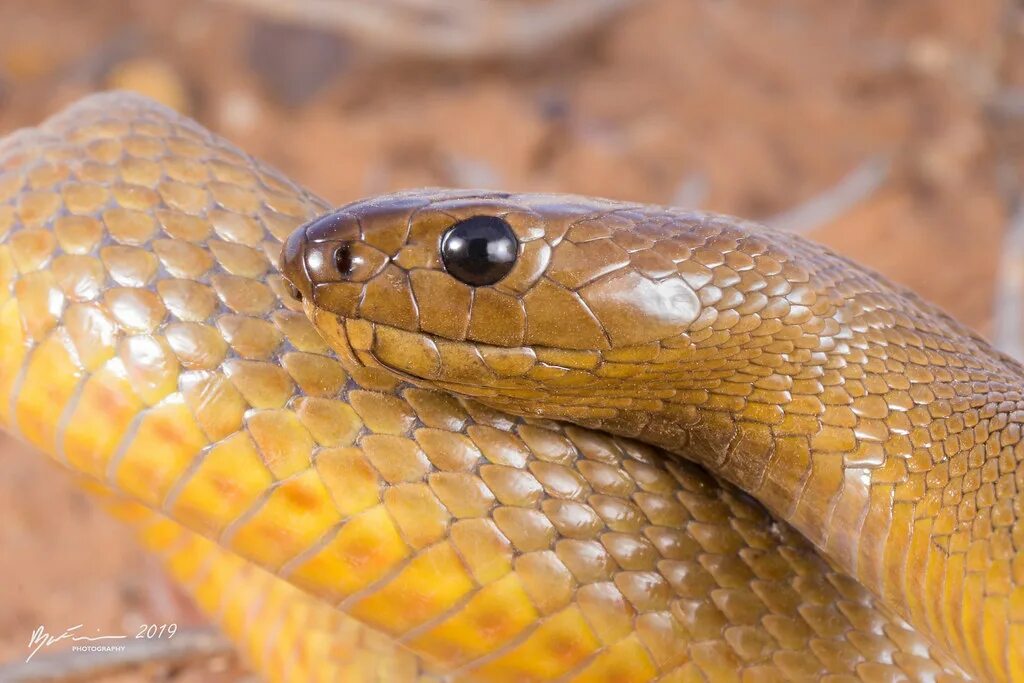 Тайпан коварная. Тайпан. Тайпан Маккоя. Тайпан (Oxyuranus scutellatus). Inland Taipan Snake.