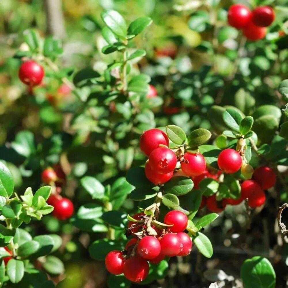 Брусника мисс черри. Vaccinium vitis-idaea ‘miss cherry’. Брусника ред перл. Vaccinium vitis-idaea red pearl 1/i. Брусника ред перл.