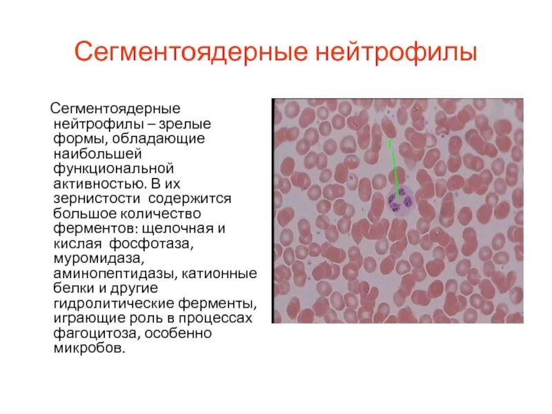 Сегментоядерные повышены причины
