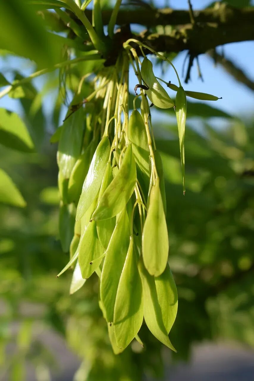 Деревья с сережками названия и фото. "Ясень обыкновенный (Fraxinus Exсelsior. Ясень обыкновенный Крылатки. Ясень обыкновенный Пендула. Ясень обыкновенный вертолетики.