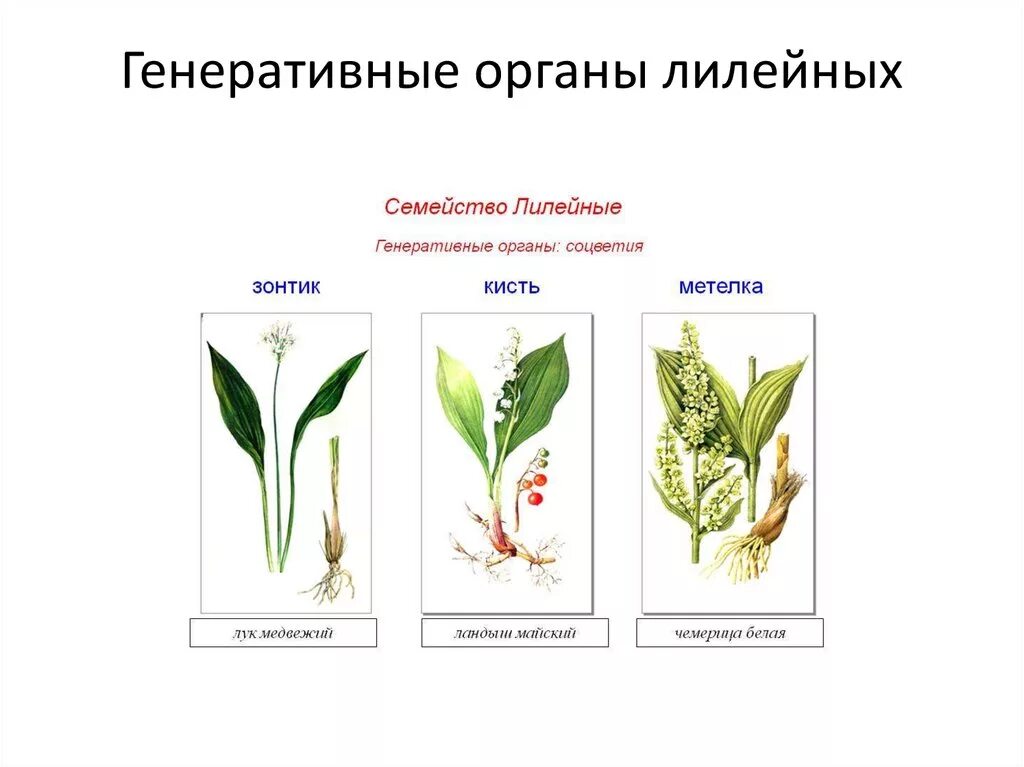 Семейство Лилейные соцветие. Соцветие лилейных растений. Семейство Лилейные генеративные органы. Семейство Лилейные соцветие кисть. Генеративные органы соцветия