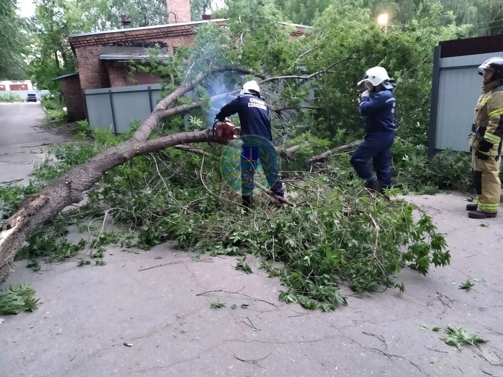 Поваленные деревья в городе. Сильный ветер повалил деревья. Поваленное дерево. Упавшее дерево.