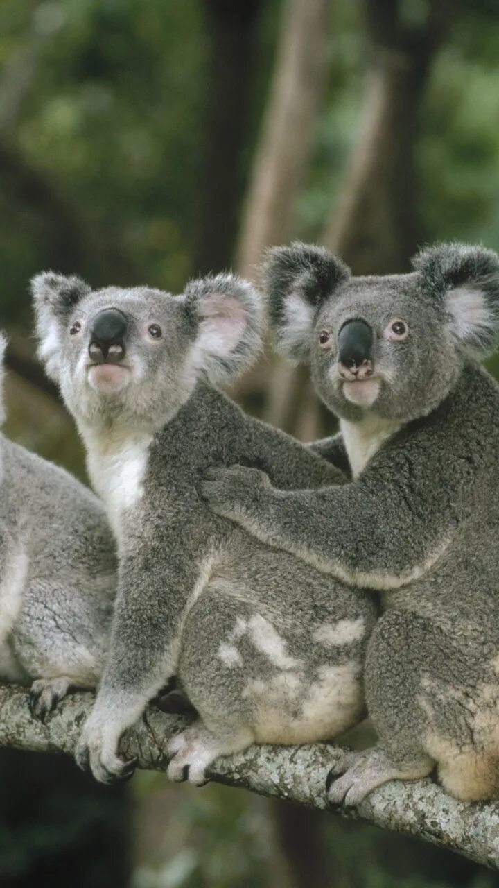 Коала сумчатое. Лоун Пайн коала. Сумчатые млекопитающие коала. Самка коалы.
