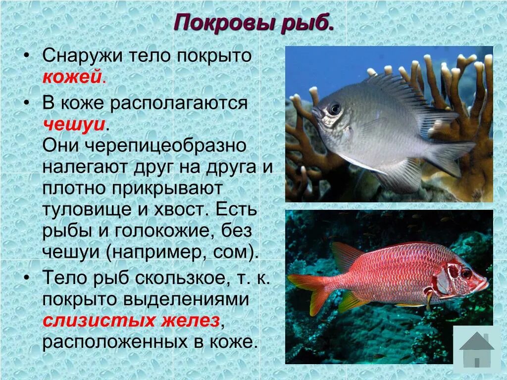 Значение туловища рыбы