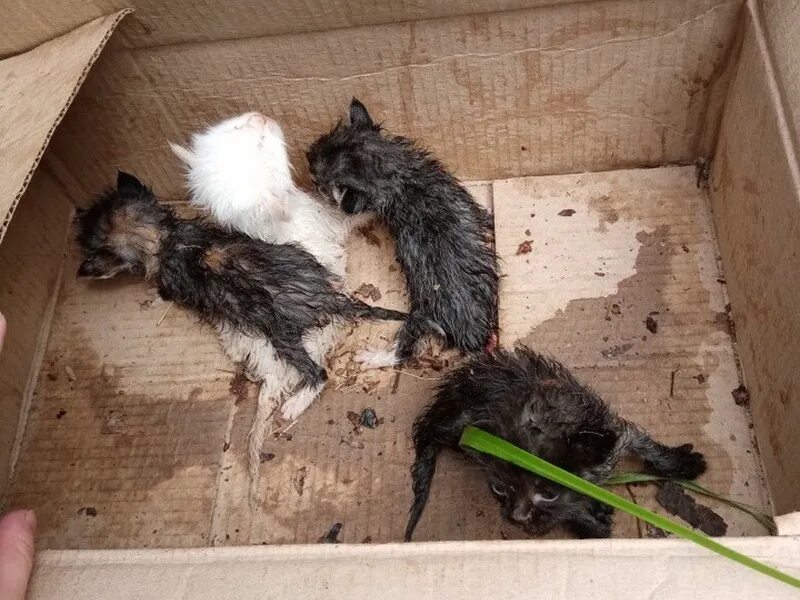 Почему котята мертвые. Выброшенные котята в коробке. мертвые бездомные котята.