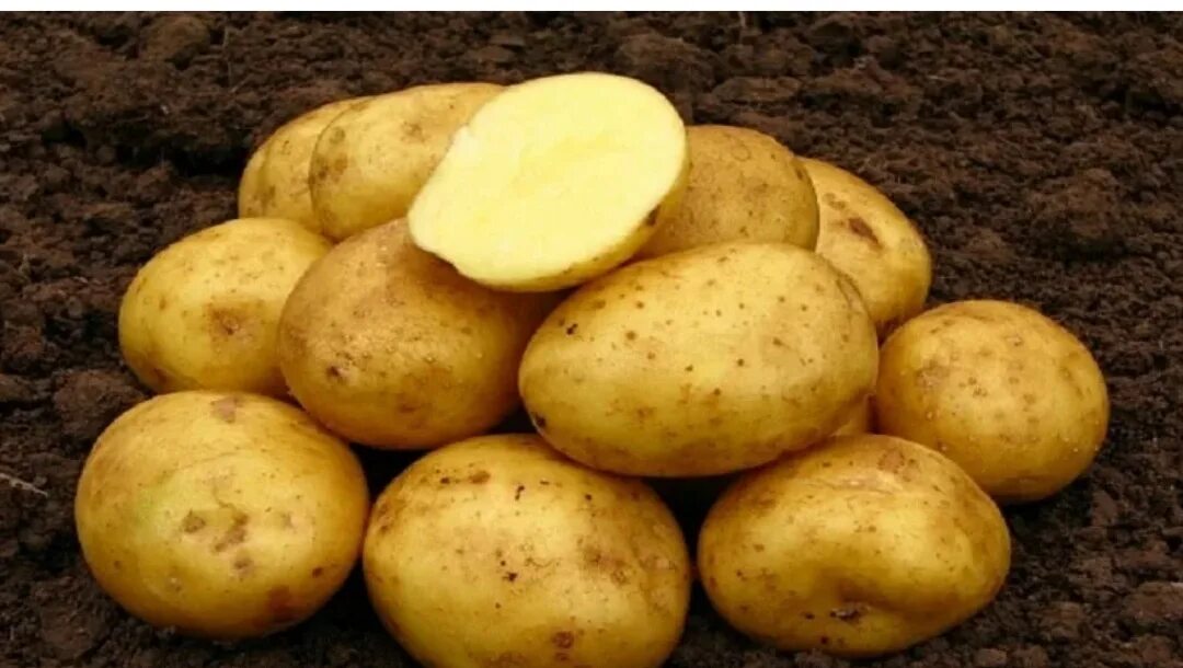 Картофель сорт Нандина. Сорт картошки Вега. Картофель семенной, сорт Вега. Раннеспелые сорта картофеля Вега. Картофель коломба